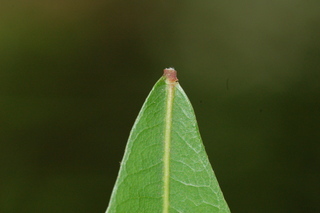 Quercus laurifolia, Laurel oak, leaf base upper