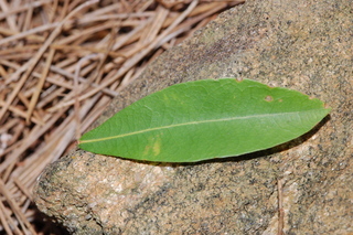 Quercus laurifolia, Laurel oak, leaf upper