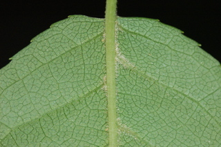 Prunus virginiana, Common chokecherry, leaf base under