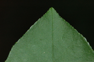 Prunus virginiana, Common chokecherry, leaf tip upper