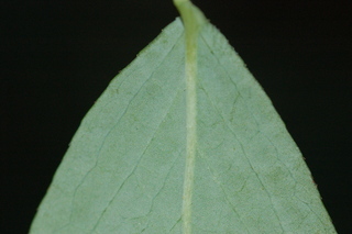 Vaccinium corymbosum, Highbush blueberry, leaf base under