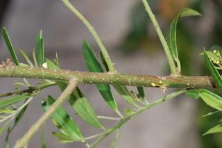 Ilex cassine, angustifolia, Dahoon holly, branching