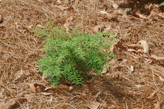 Tsuga caroliniana, Carolina hemlock, plant