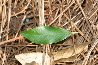 Pyracantha coccinea, Lowboy firethorn, leaf upper