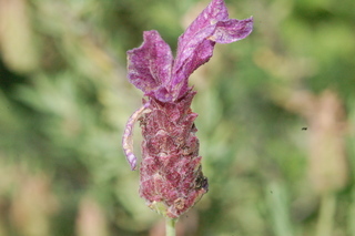 Lavandula stoechas pedunculata, Passione, Red-flowered french lavendar