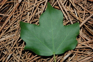 Acer campestre, Evelyn, Hedge maple, leaf upper
