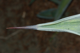 Agave americana, Century plant, leaf tip upper