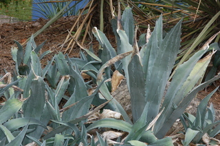 Agave americana, Century plant, plant
