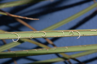 Agave filifera, Thread leaf agave
