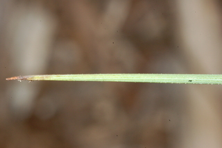 Agave filifera, Thread leaf agave, leaf tip upper