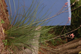 Agave filifera, Thread leaf agave, plant