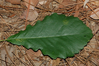 Quercus prinus, leaf