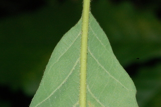 Quercus prinus, leaf base under
