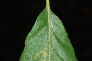 Quercus prinus, leaf base upper