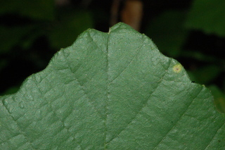 Quercus prinus, leaf tip upper