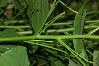 Malvaviscus arboreus, branching