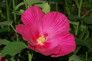Malvaviscus arboreus, flower