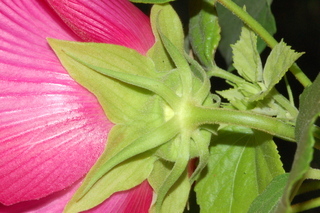 Malvaviscus arboreus, flower back