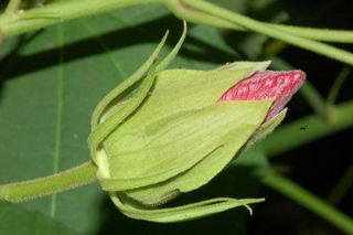 Malvaviscus arboreus, flower bud