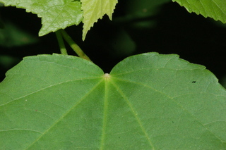 Malvaviscus arboreus, leaf base under