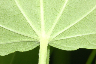Malvaviscus arboreus, leaf base under