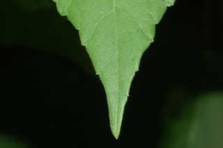 Malvaviscus arboreus, leaf tip upper