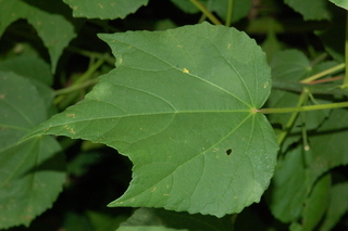 Malvaviscus arboreus, leaf upper