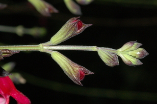 Salvia greggii, Autumn sage