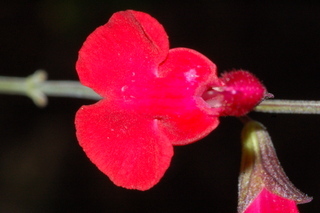 Salvia greggii, Autumn sage, flower