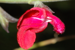 Salvia greggii, Autumn sage, flower