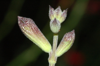 Salvia greggii, Autumn sage, flower buds