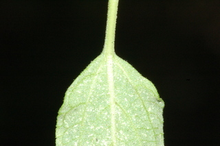 Salvia greggii, Autumn sage, leaf base under