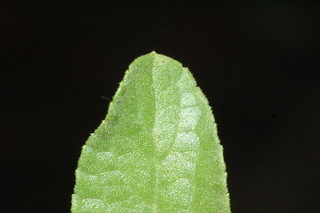 Salvia greggii, Autumn sage, leaf tip upper
