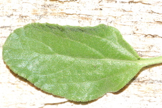 Salvia greggii, Autumn sage, leaf upper