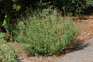 Salvia greggii, Autumn sage, plant