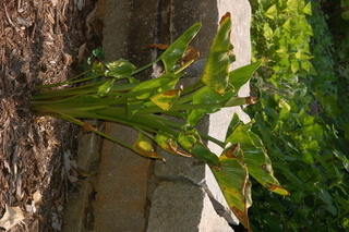 Zantedeschia aethiopica, White arum lily, plant