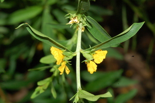 Heimia myrtifolia