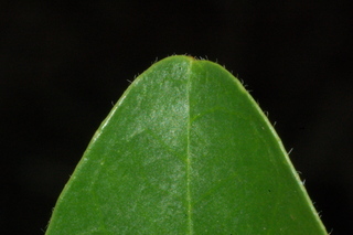 Ilex paraguayensis