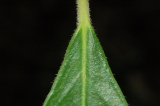 Ilex paraguayensis