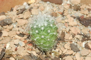 Mammillaria senilis