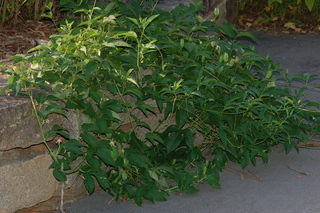 Passiflora edulis, Passion fruit