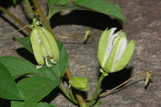 Passiflora edulis, Passion fruit