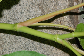 Piper auritum, Mexican pepperleaf