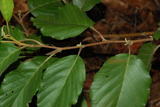 Alnus acuminata, Andean alder