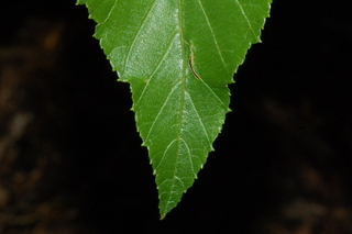 Alnus acuminata, Andean alder