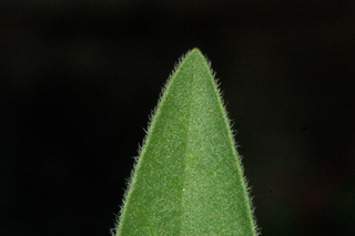 Coreopsis grandiflora, Santa Fe yellow