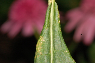 Phlox paniculata, var Watermelon punch