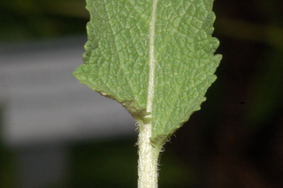 Salvia nemorosa, Rugen, Meadow sage