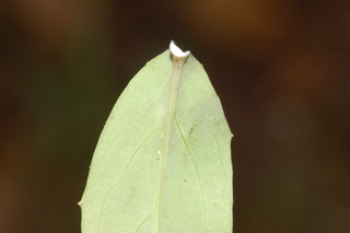Hieracium paniculatum, leaf base under