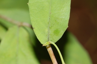 Hieracium paniculatum, leaf base upper
